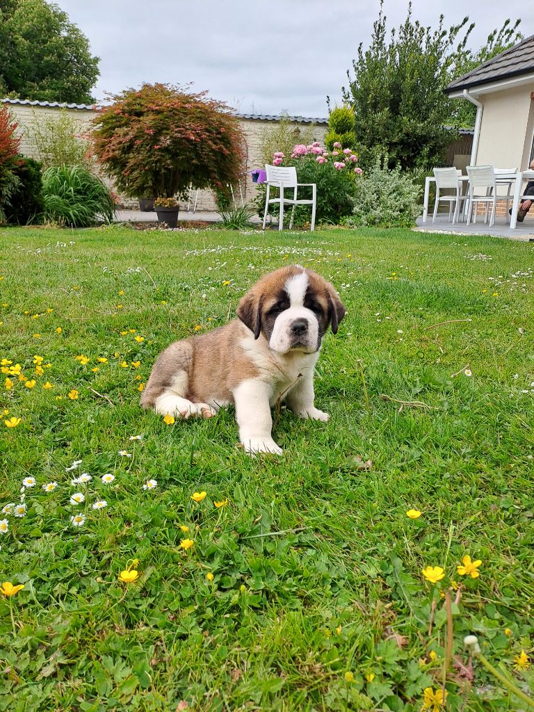 Du Bois Du Marais - Chiots disponibles - Chien du Saint-Bernard