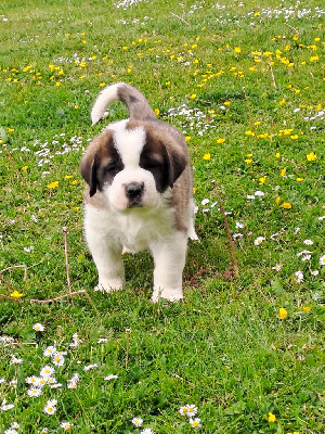 CHIOT 2