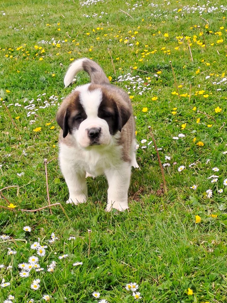 Du Bois Du Marais - Chiots disponibles - Chien du Saint-Bernard