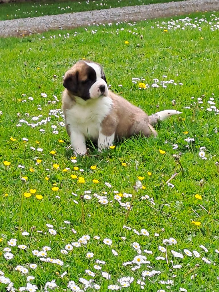 Du Bois Du Marais - Chiots disponibles - Chien du Saint-Bernard
